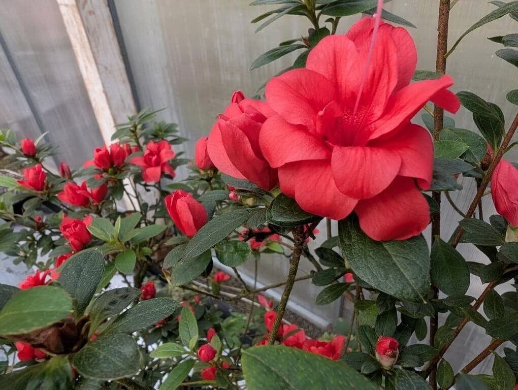 自學而成的萬里杜鵑博士