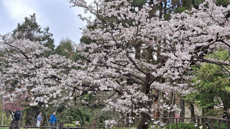 又到阿里山花開季節，阿里山國家森林遊樂區內櫻王（染井吉野櫻）13日已綻放9成，十分美麗。（林慶芳提供）中央社記者蔡智明傳真 114年3月13日 (圖：中央社)