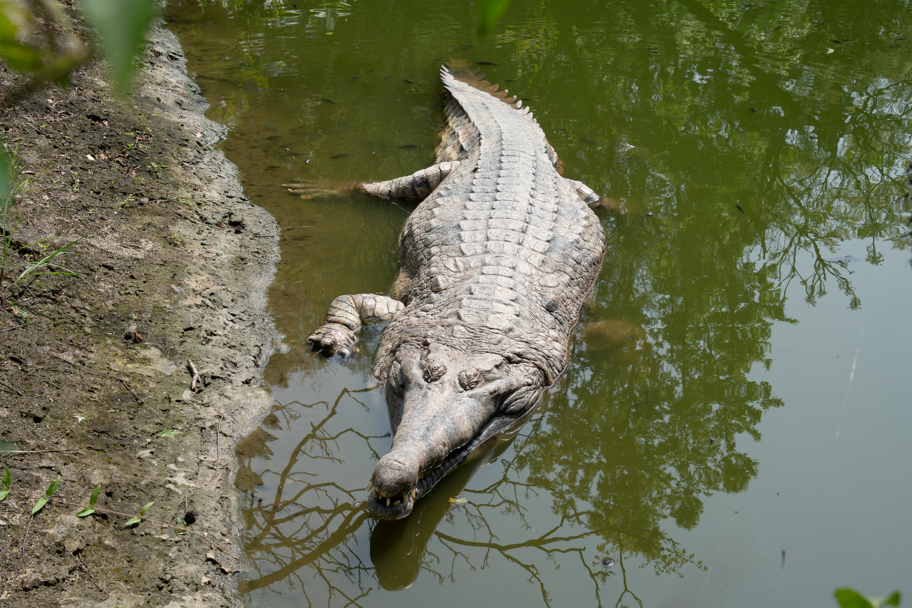 700公斤巨鱷「酷龍」搬家囉！回歸北市動物園雨林區