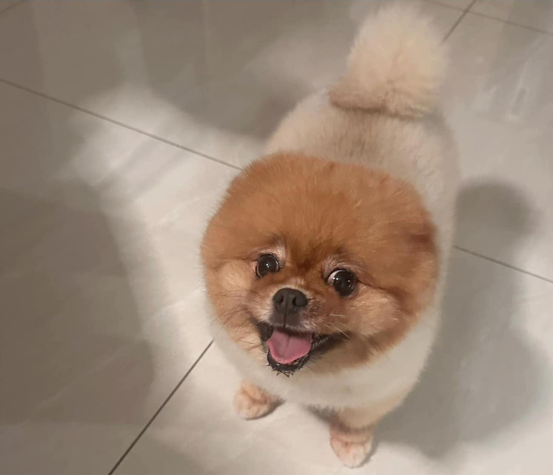 港台寵物移遷紀事：阿佘的剖白  A chronicle of domestic pets migration: Celeste Shai