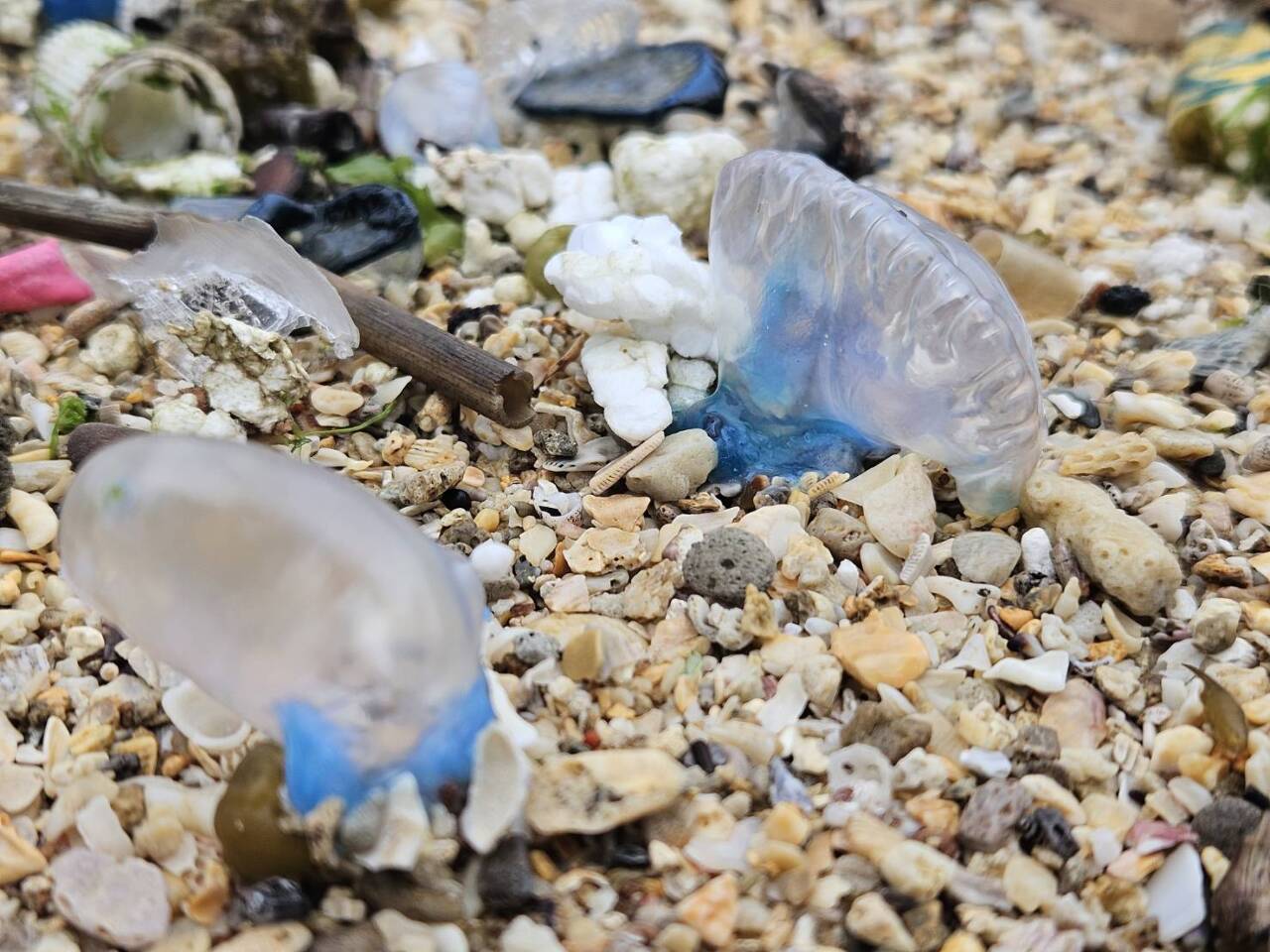 僧帽水母現蹤北海岸潮間帶 北觀處提醒民眾勿觸碰