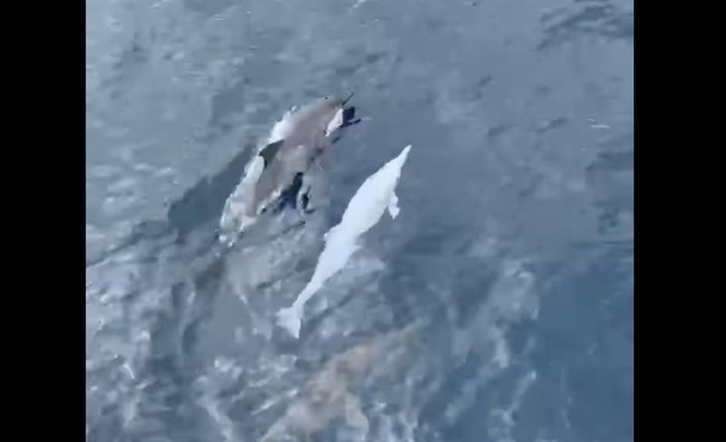罕見白化飛旋海豚現身龜山島海域 遊客超興奮