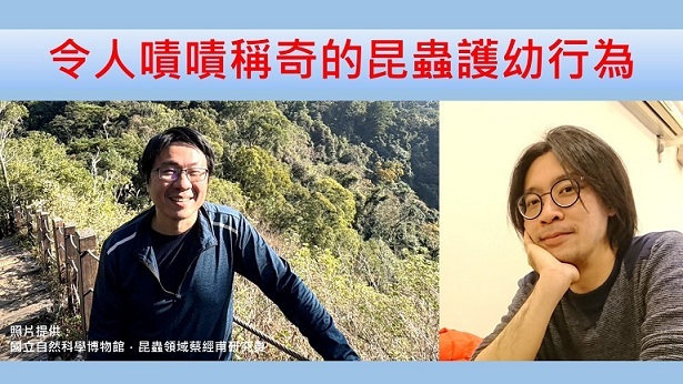 令人嘖嘖稱奇的昆蟲護幼行為