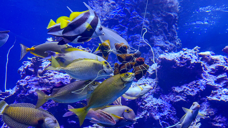 迎接端午連假，屏東海生館推出限定版餵食秀，特製整串海洋粽子餌料，將於31日端午節當天，珊瑚王國館獨立礁缸投食餵魚。（屏東海生館提供）中央社記者黃郁菁傳真 114年5月23日 (圖：中央社)