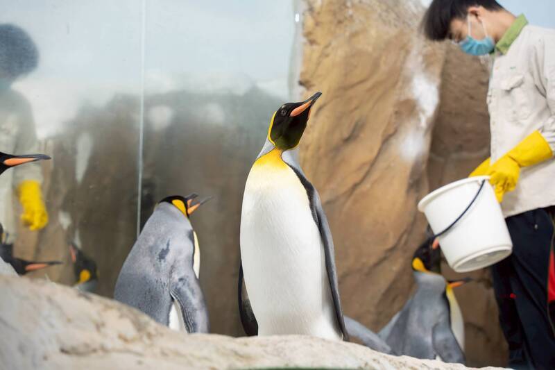 台北市立動物園6日表示，6月18日至27日將安排為期10天的年度檢修作業，檢修包含國王企鵝活動場的止滑設施更新等，因此不對外開放參觀，提醒民眾別撲空了。（台北市立動物園提供）中央社記者陳昱婷傳真 114年6月6日 (圖：中央社)