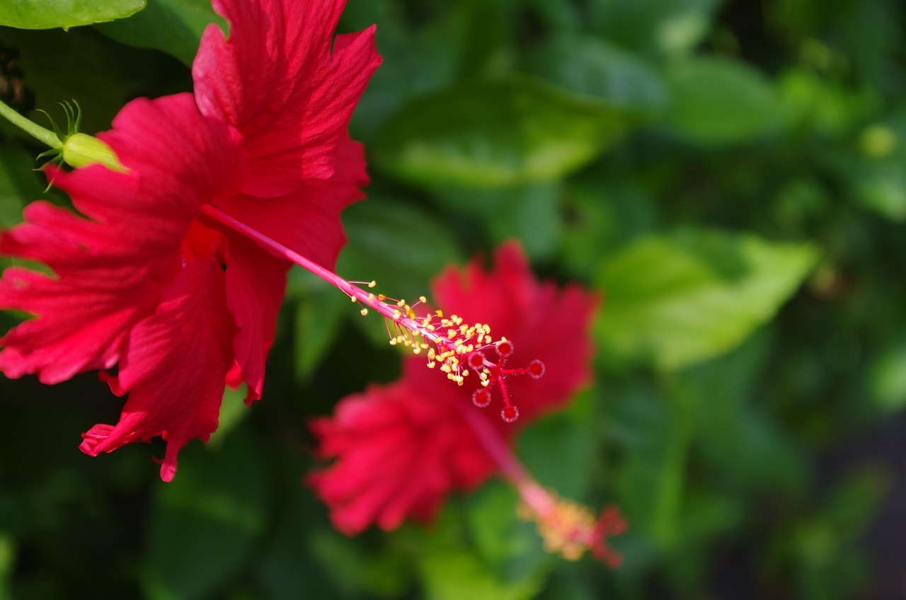 指甲花  上集